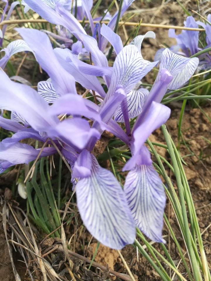 山花烂漫～细叶鸢尾