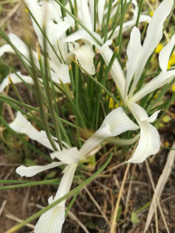 山花烂漫～细叶鸢尾