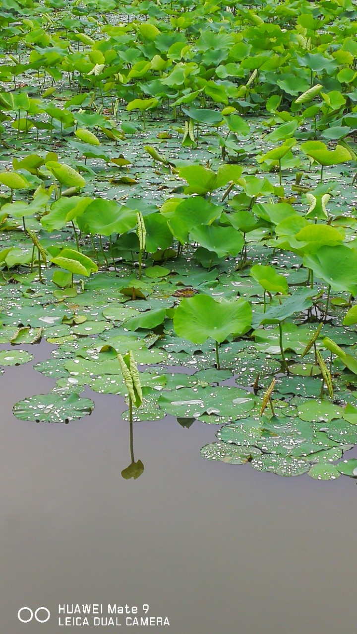 雨后的荷叶清香翠绿!