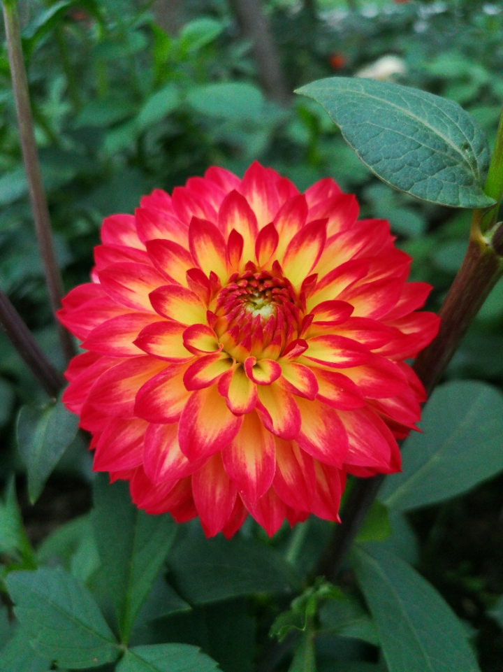 华为p20pro拍照模糊问题!你们买到是不是也是