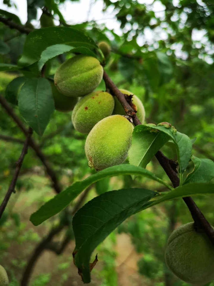 华为p20pro拍照模糊问题!你们买到是不是也是