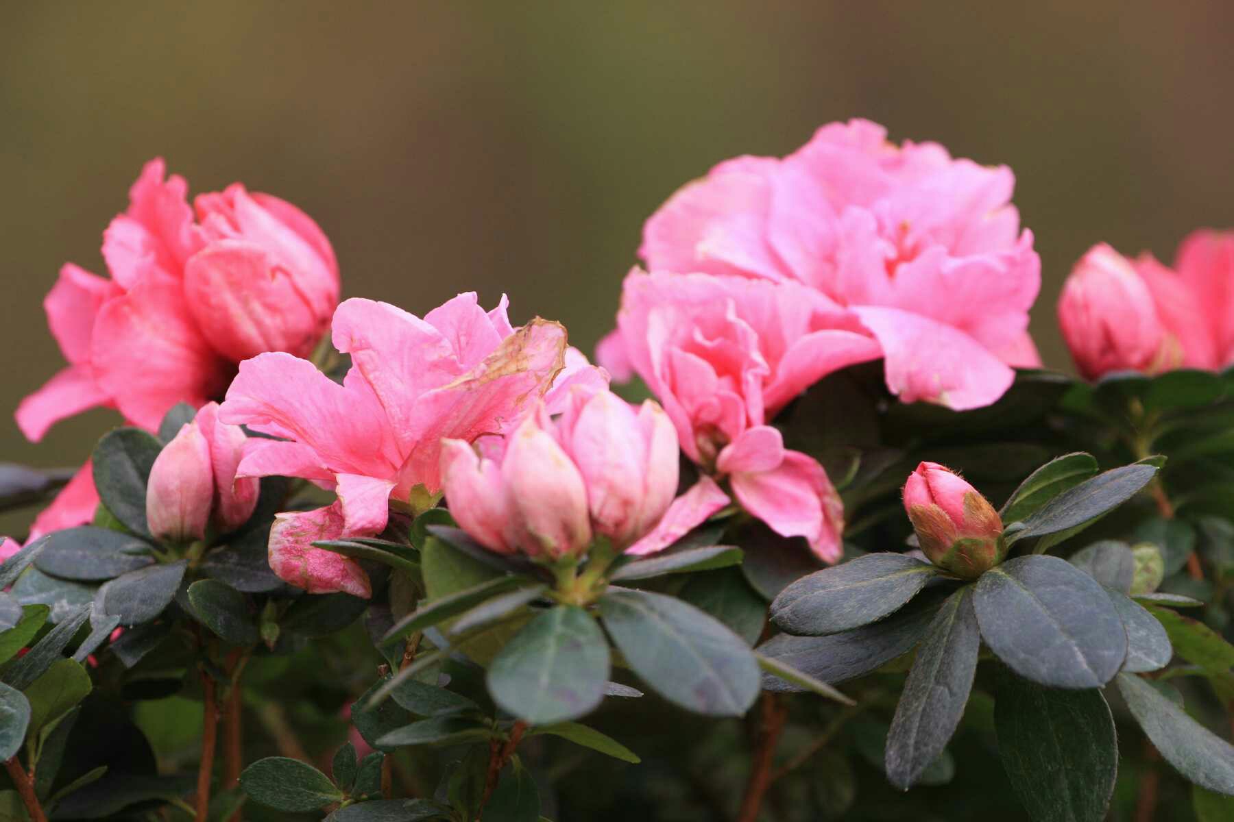 杜鹃花—花粉之声