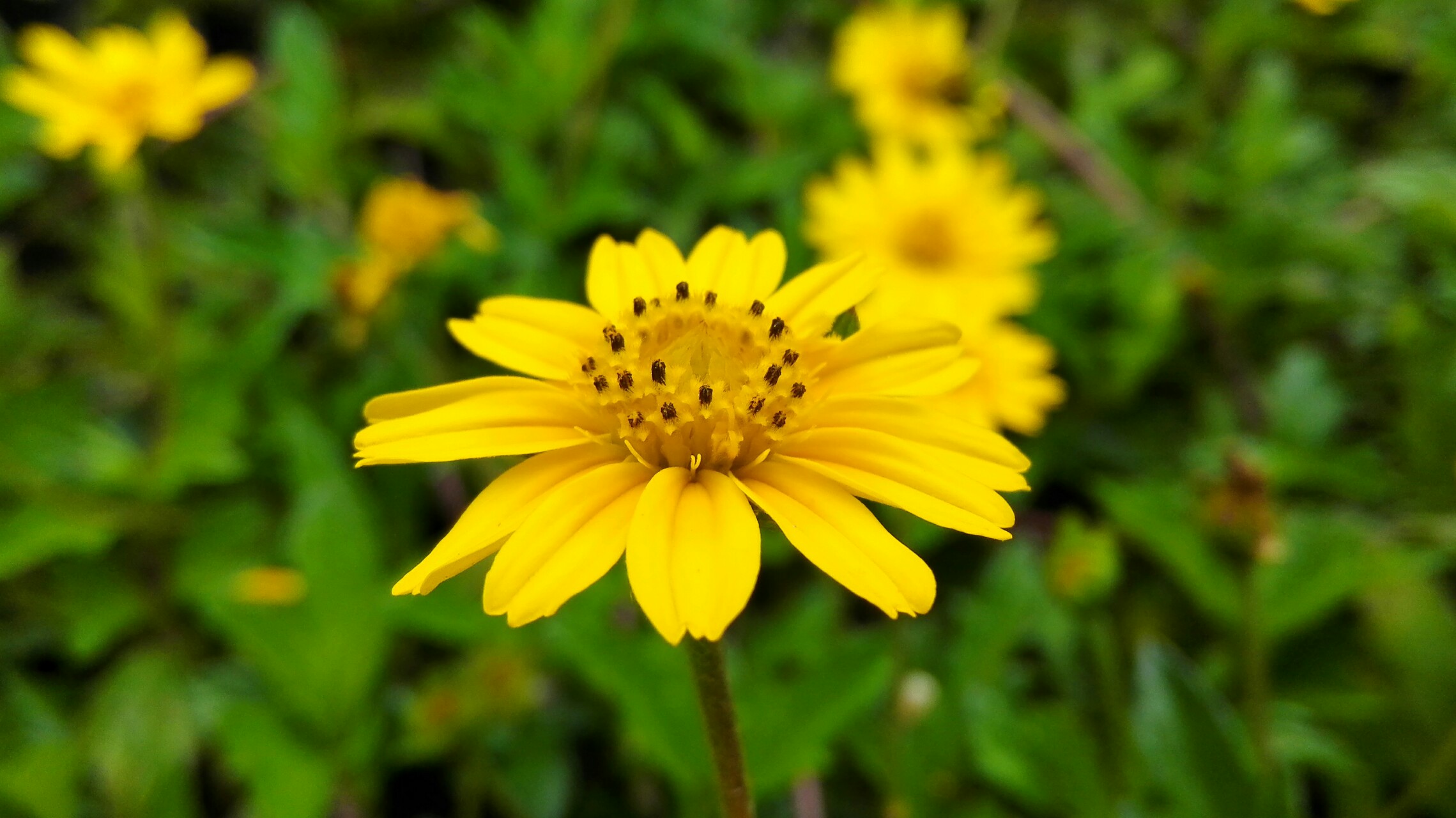 【原创】 水葵花