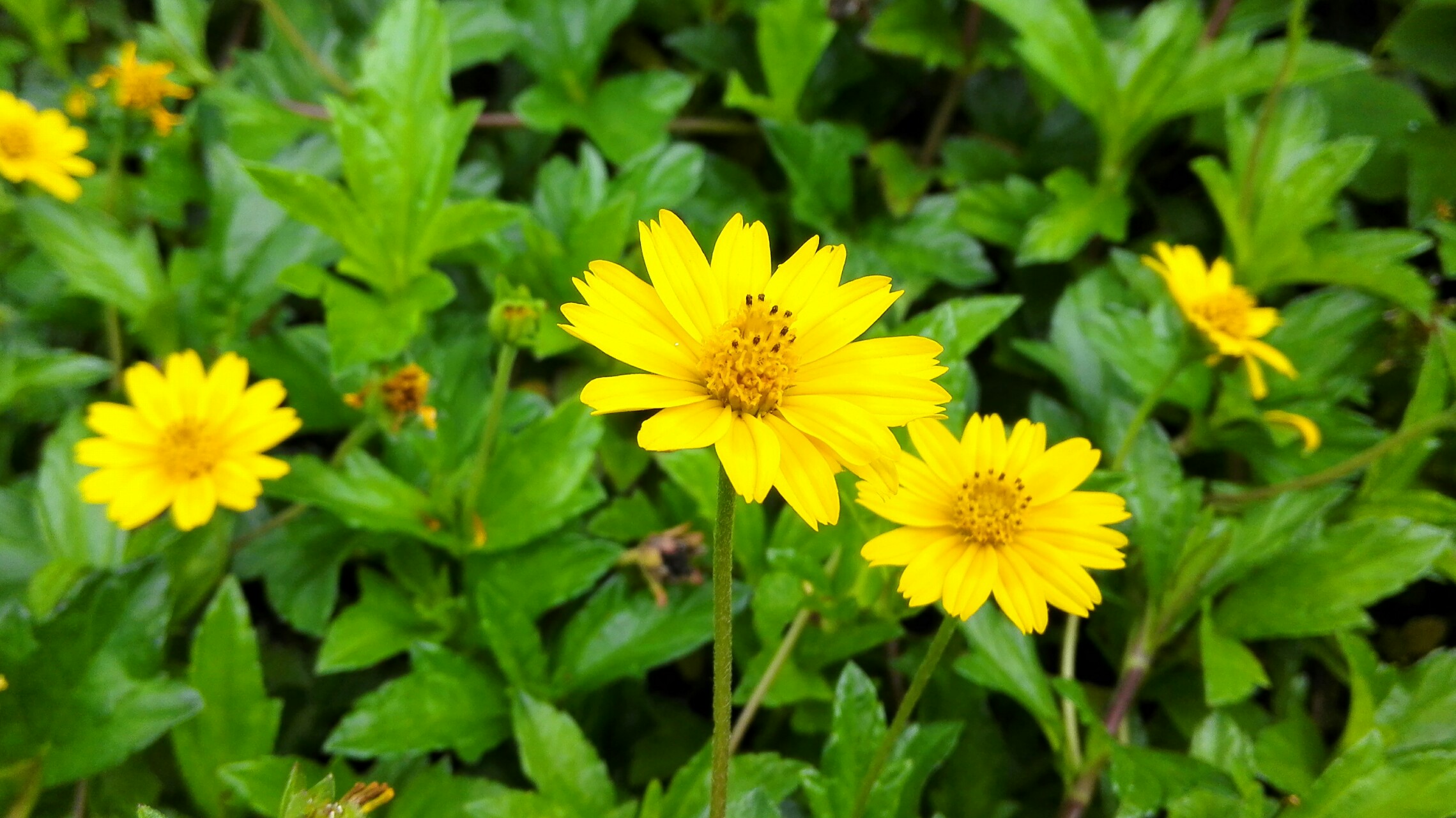 【原创】 水葵花