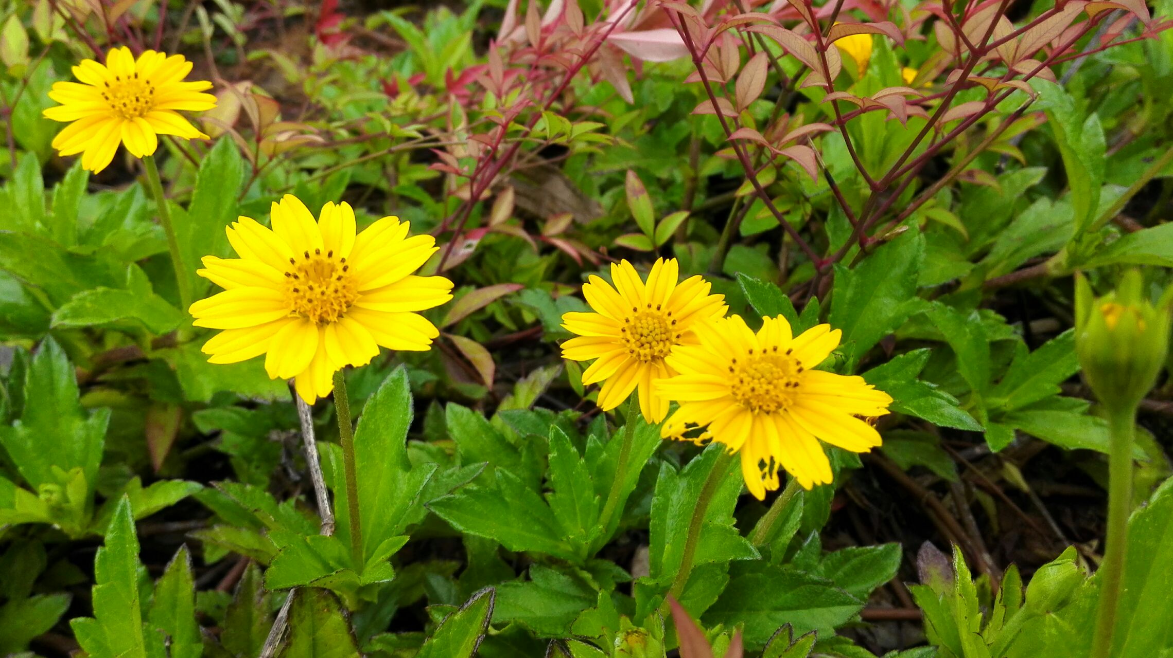 【原创】 水葵花