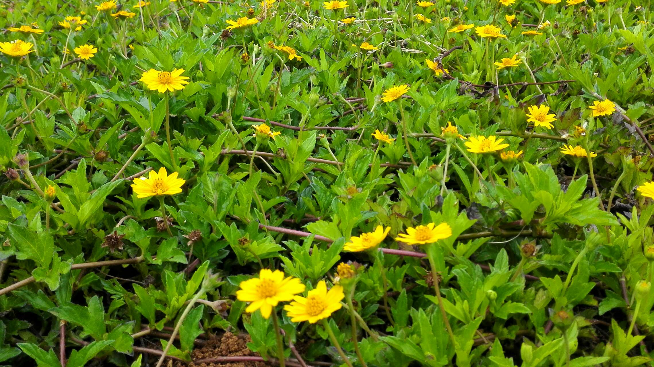 【原创】 水葵花