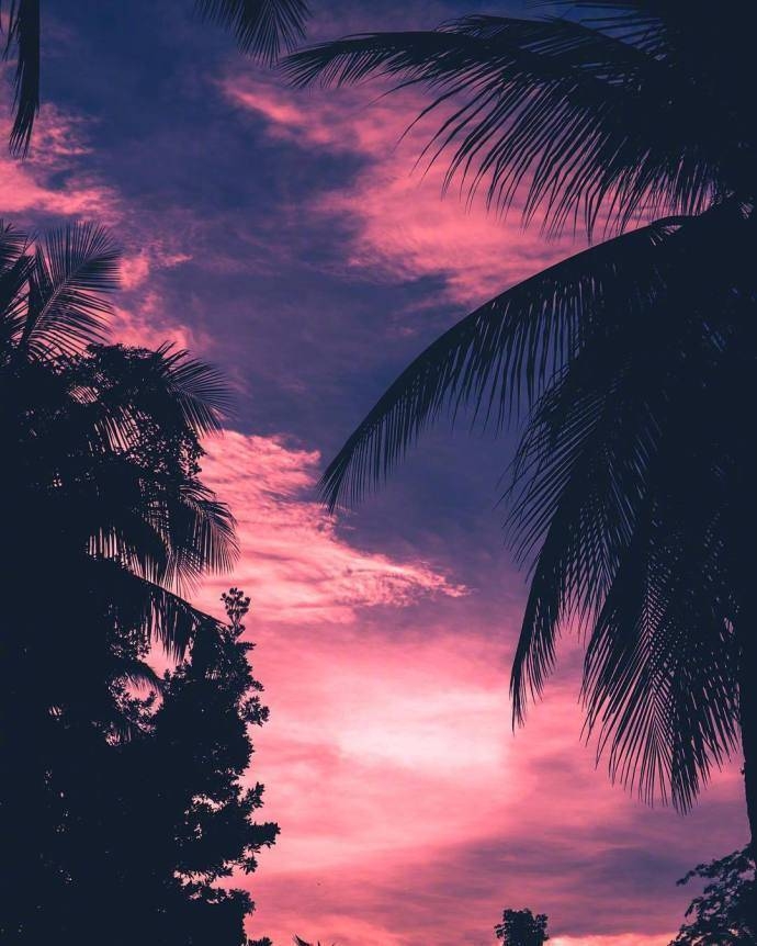 椰子树壁纸 - 华为nova3e分享交流 花粉俱乐部