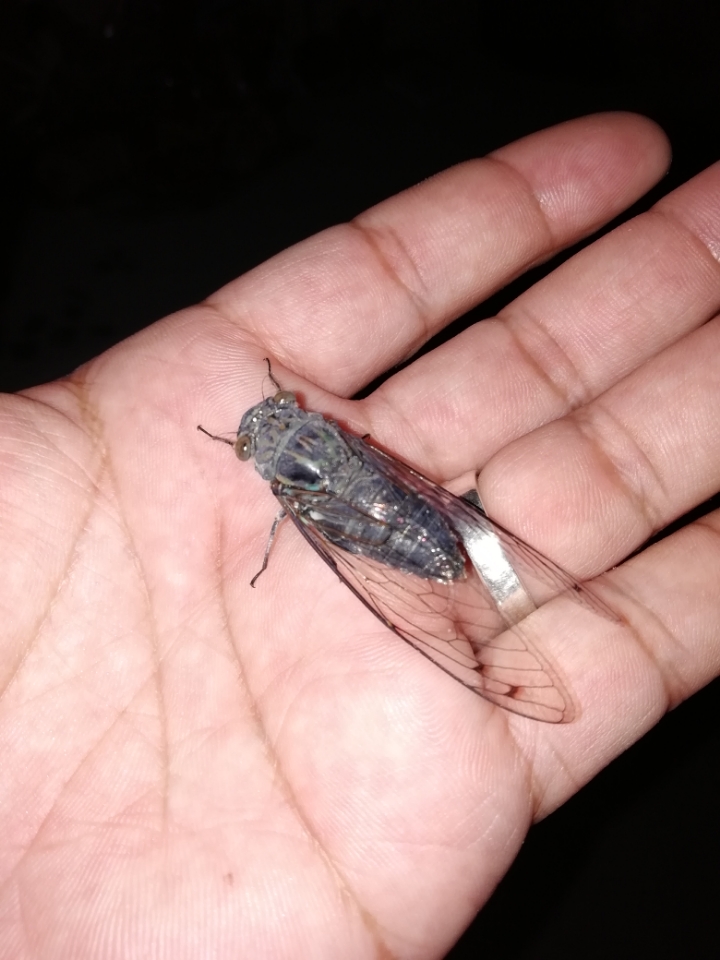 昨夜家中现蝉一只,惊觉比儿时记忆中略小.