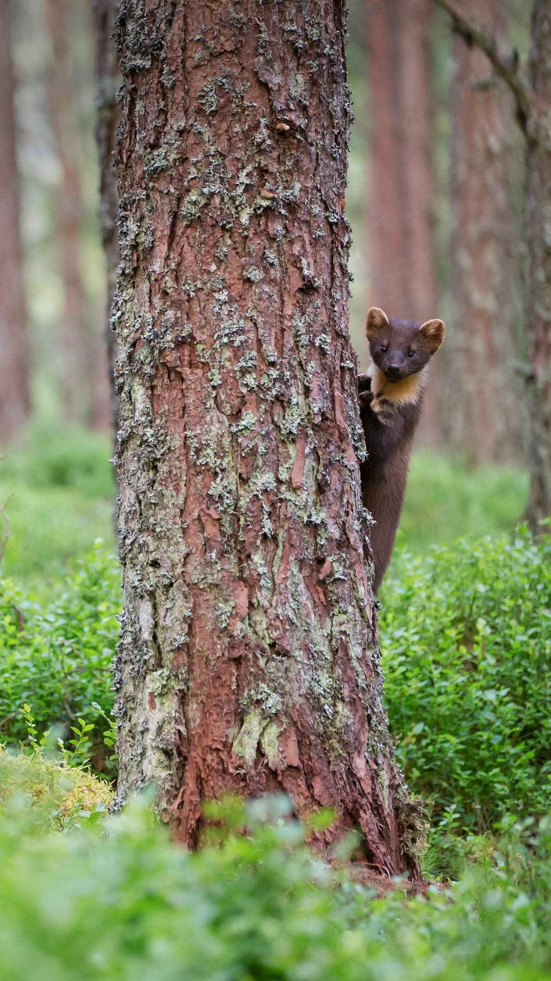 提示信息 花粉俱乐部