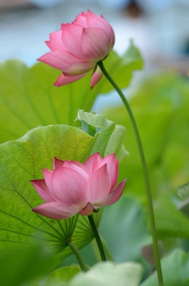世界上第一名最美的荷花 0011551vtmfvw4mper6tg1.jpeg
