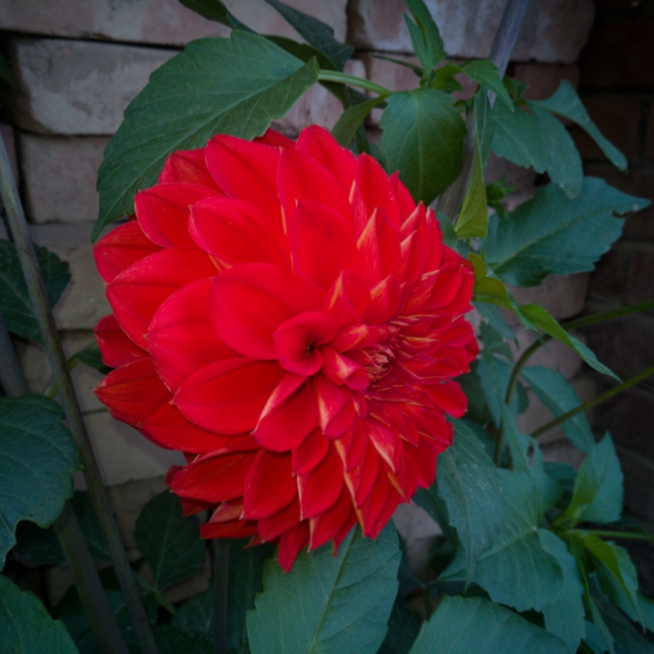 火红色的大丽菊