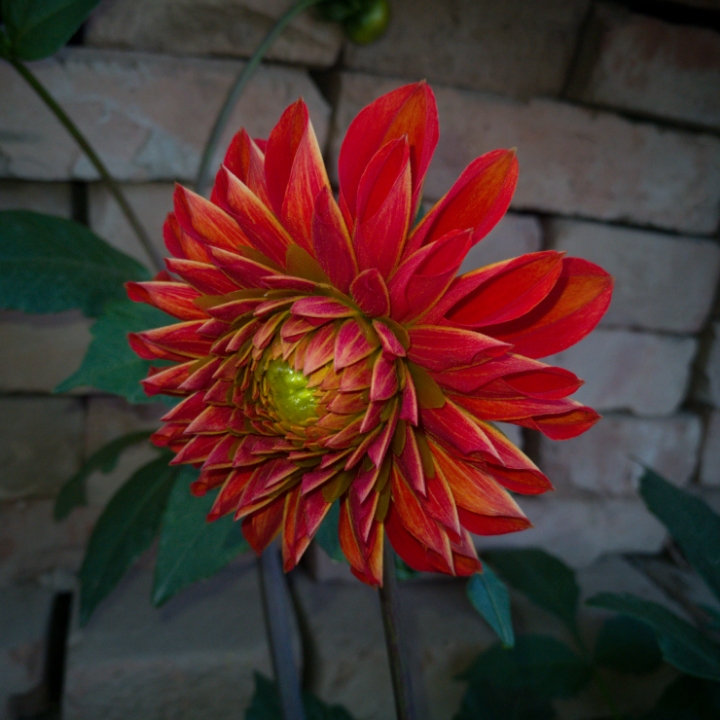 多种颜色,这是红色大丽菊