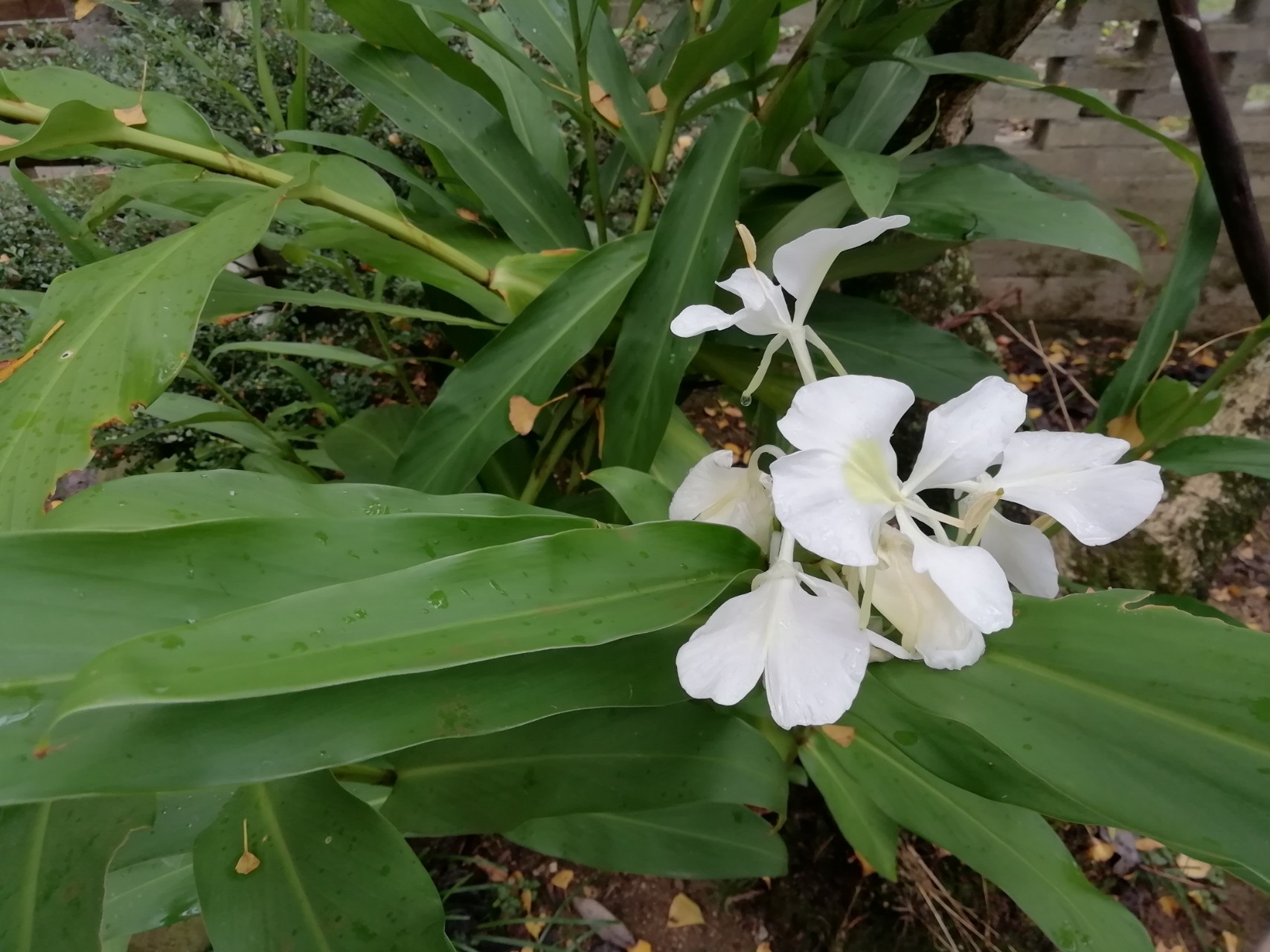 感觉升级182后相机清晰了,拍出的照片变得真实了