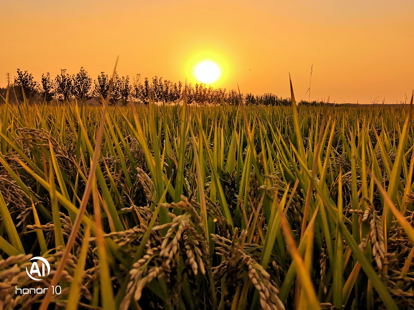 水稻,芦苇和夕阳,让秋天的傍晚多了唯美和温馨