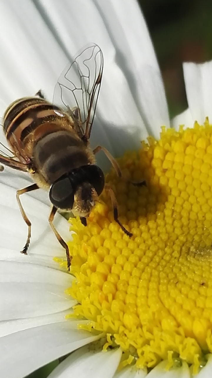 蜜蜂为什么要采花粉 0814585hptk7b78n93hsvg.jpg