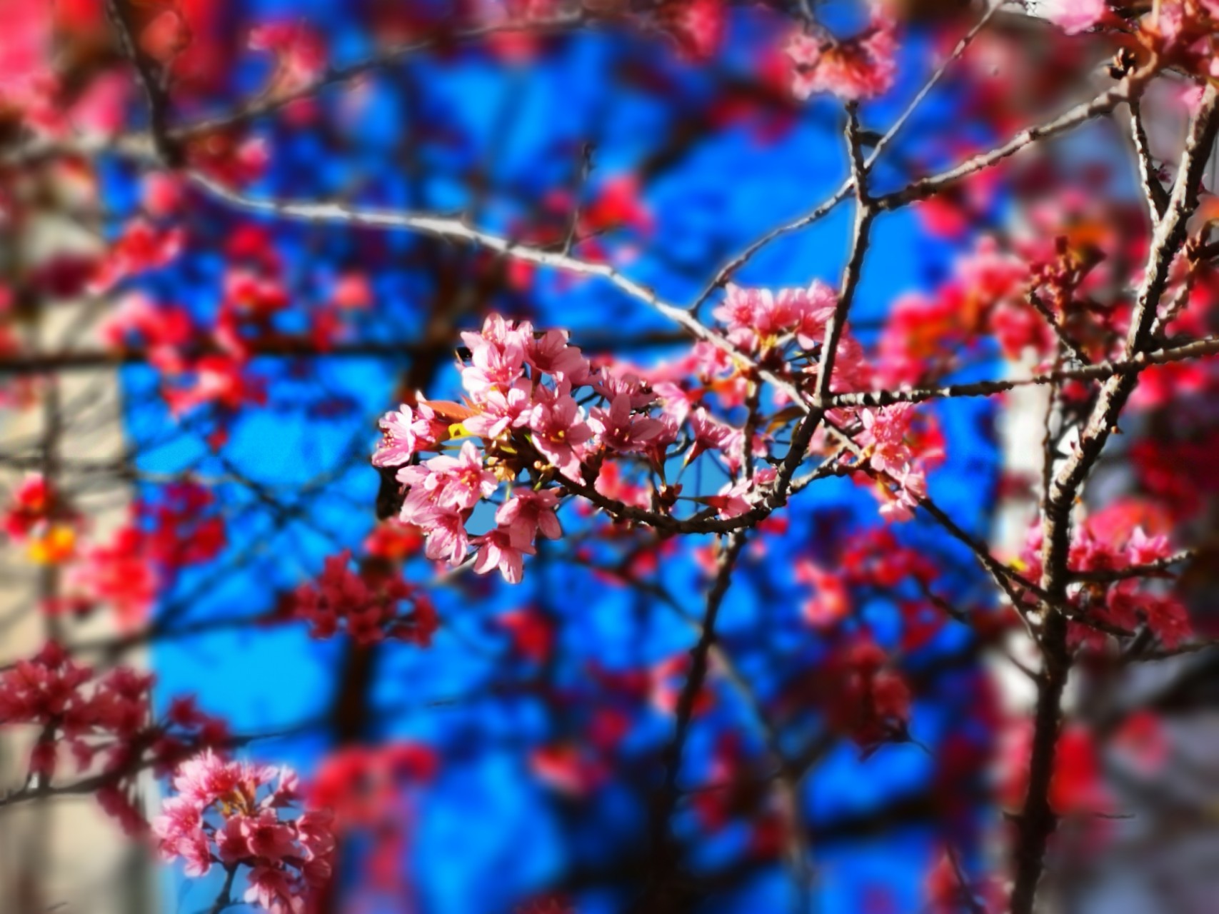 p20pro 大光圈拍照