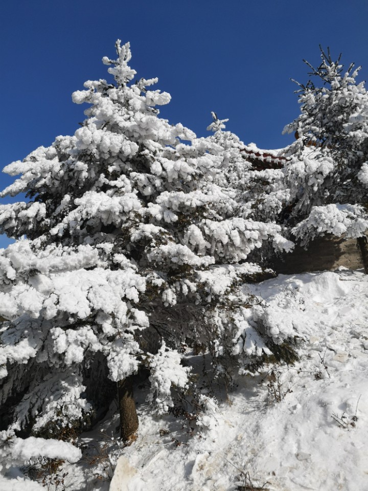 p20拍的一组雪景 - 华为p20系列分享交流 花粉俱乐部