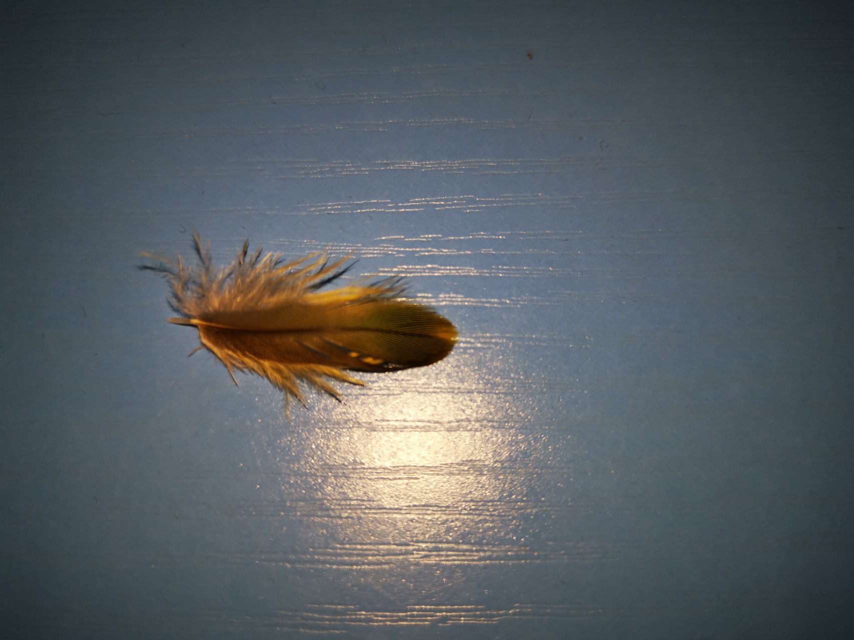 后来掉了一根羽毛,我拿手机拍照看,结果发现了大问题,鹦鹉羽毛有羽虱