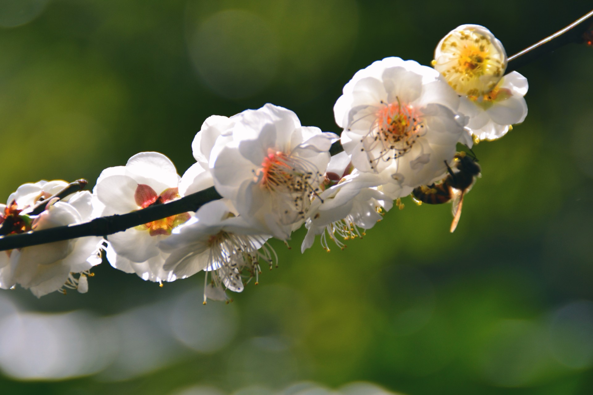 梅花朵朵,蜂舞花丛
