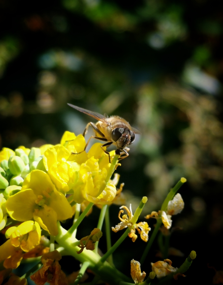 /storage/emulated/0/snapseed/img_20190206_135849-01.