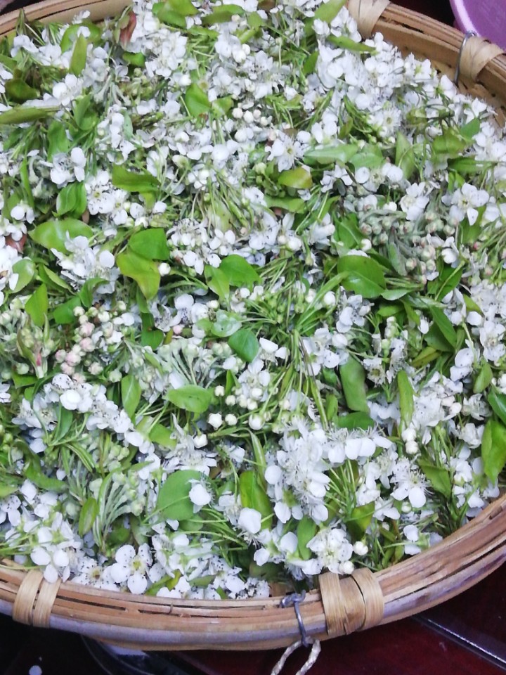 云南的花花草草