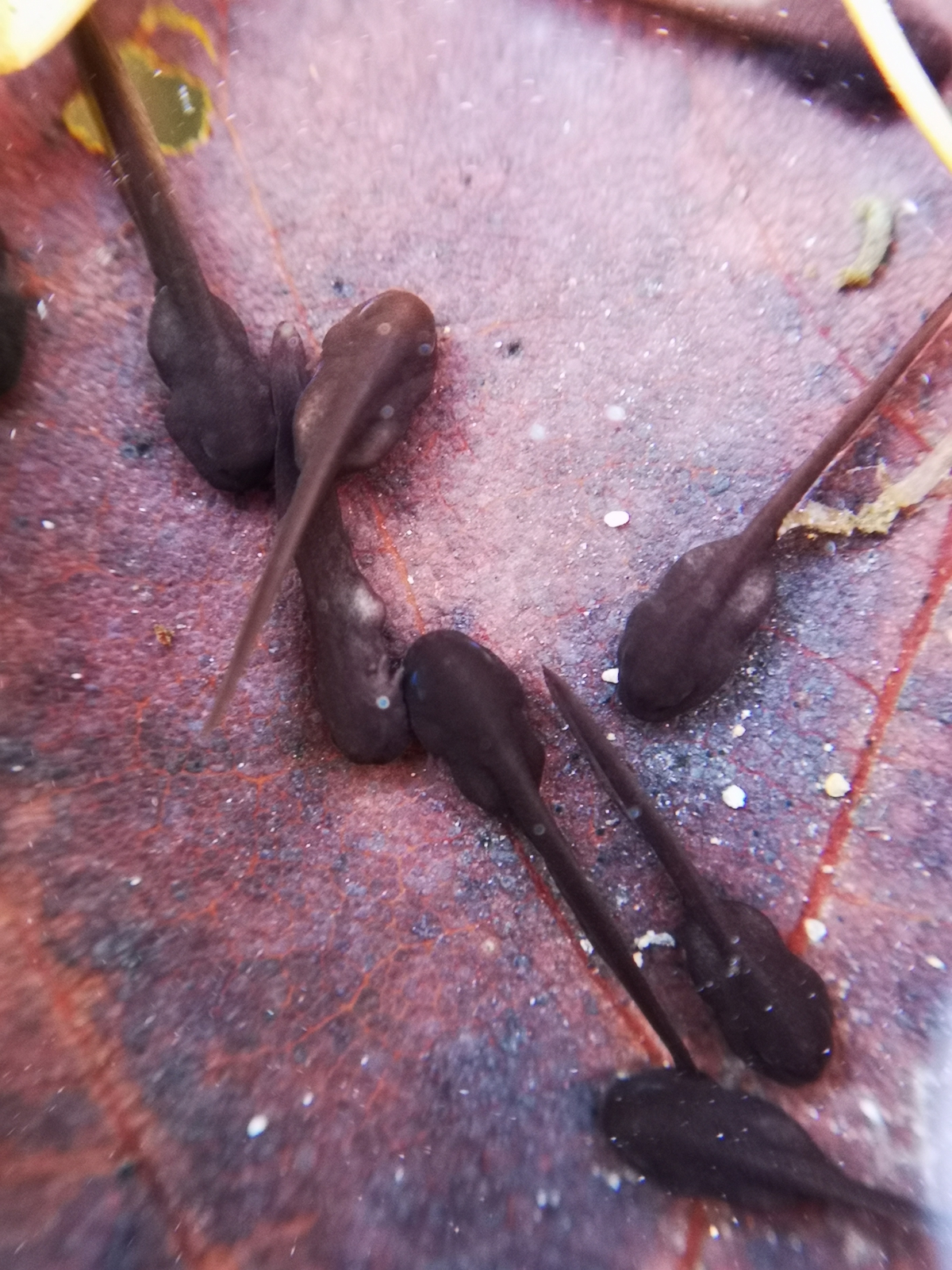 放生,放生,且看蜂儿采花蜜,看蝌蚪扎堆游,看艳阳照树荫.