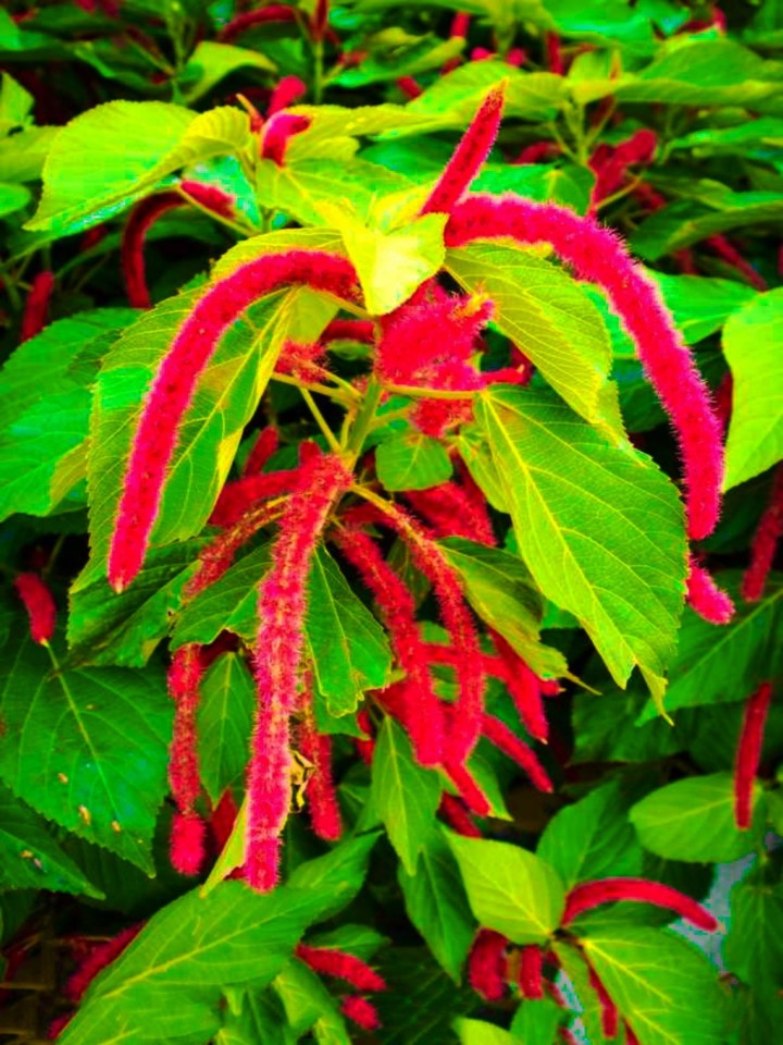 铁苋菜(铁苋菜的功效与作用及禁忌)