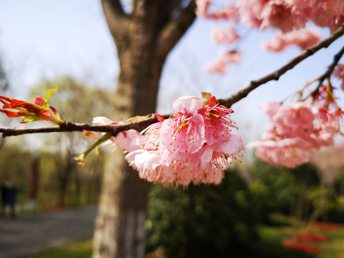 上海顾村公园樱花节