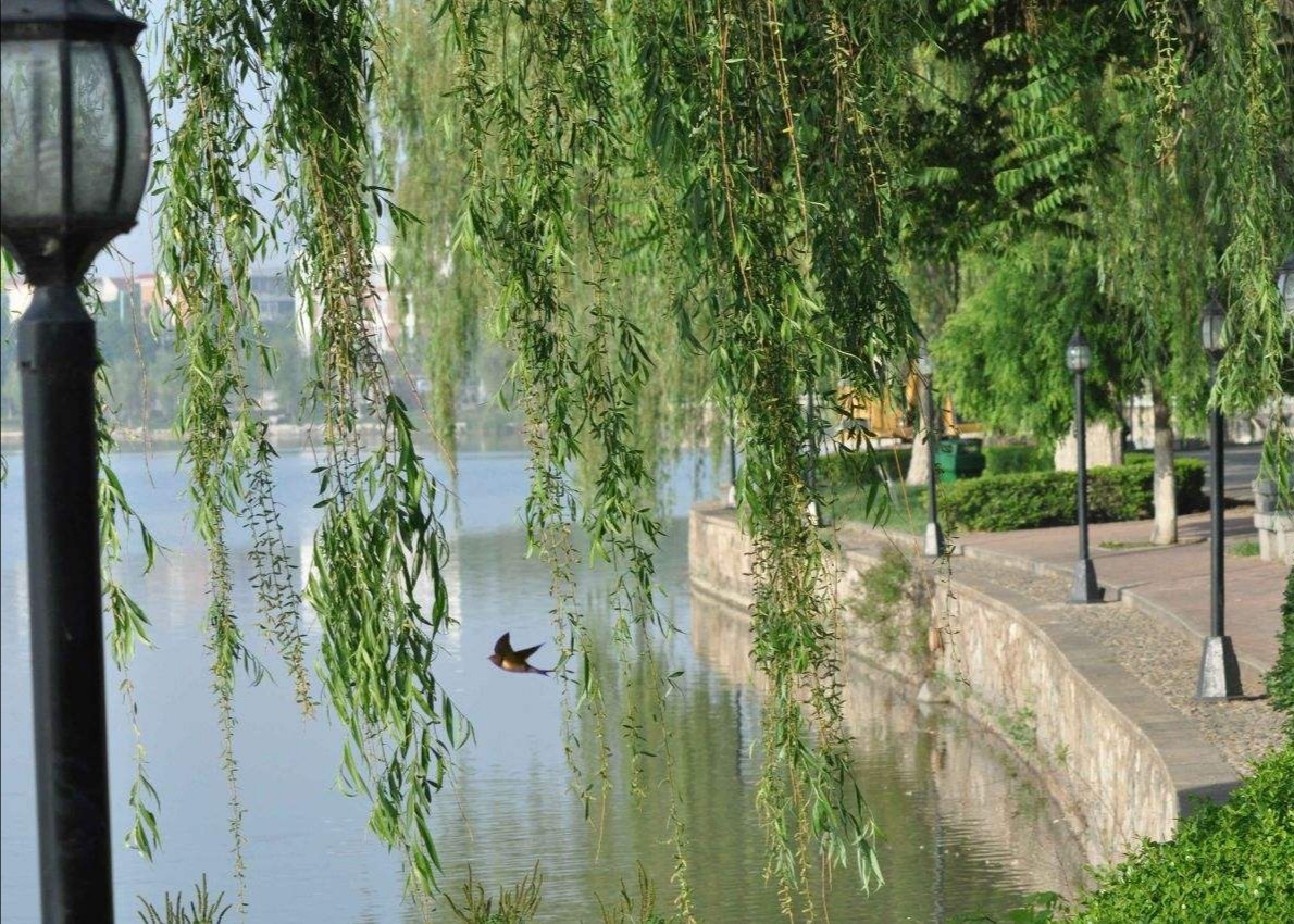 燕子风前舞,  飞鸣岸边堤.