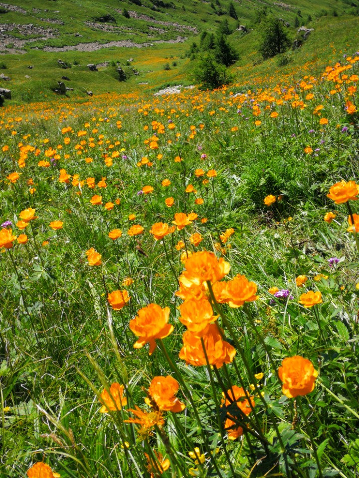 金莲花盛开的小五台