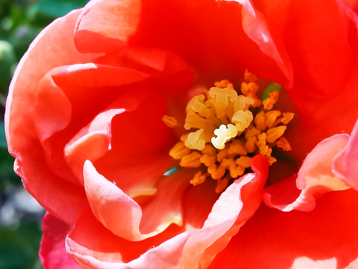 微距模式拍国艳:海棠花