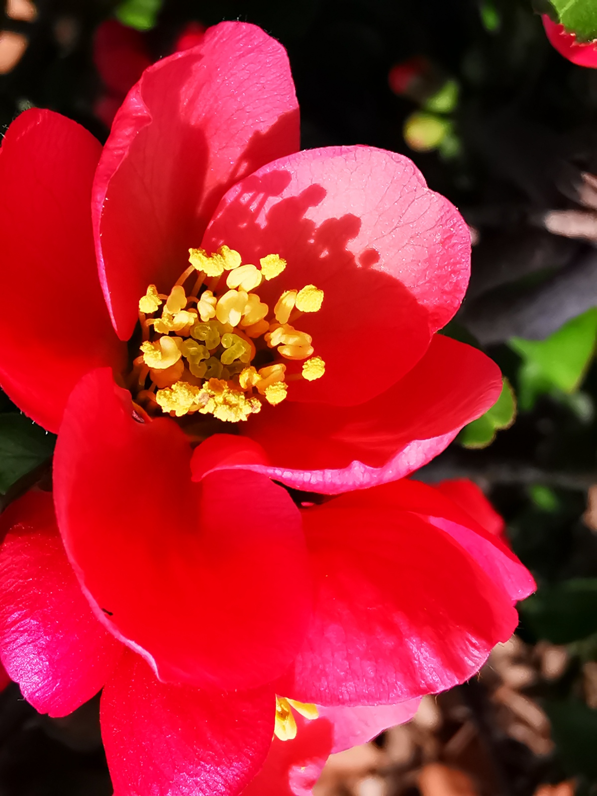 微距模式拍国艳:海棠花