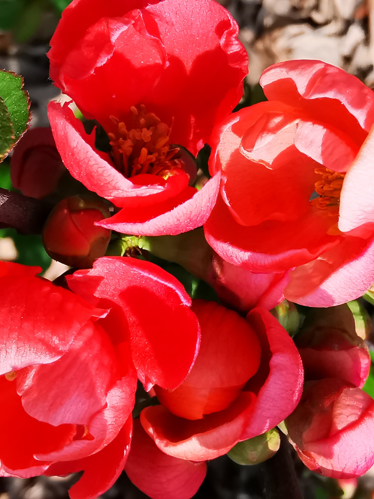 微距模式拍国艳:海棠花