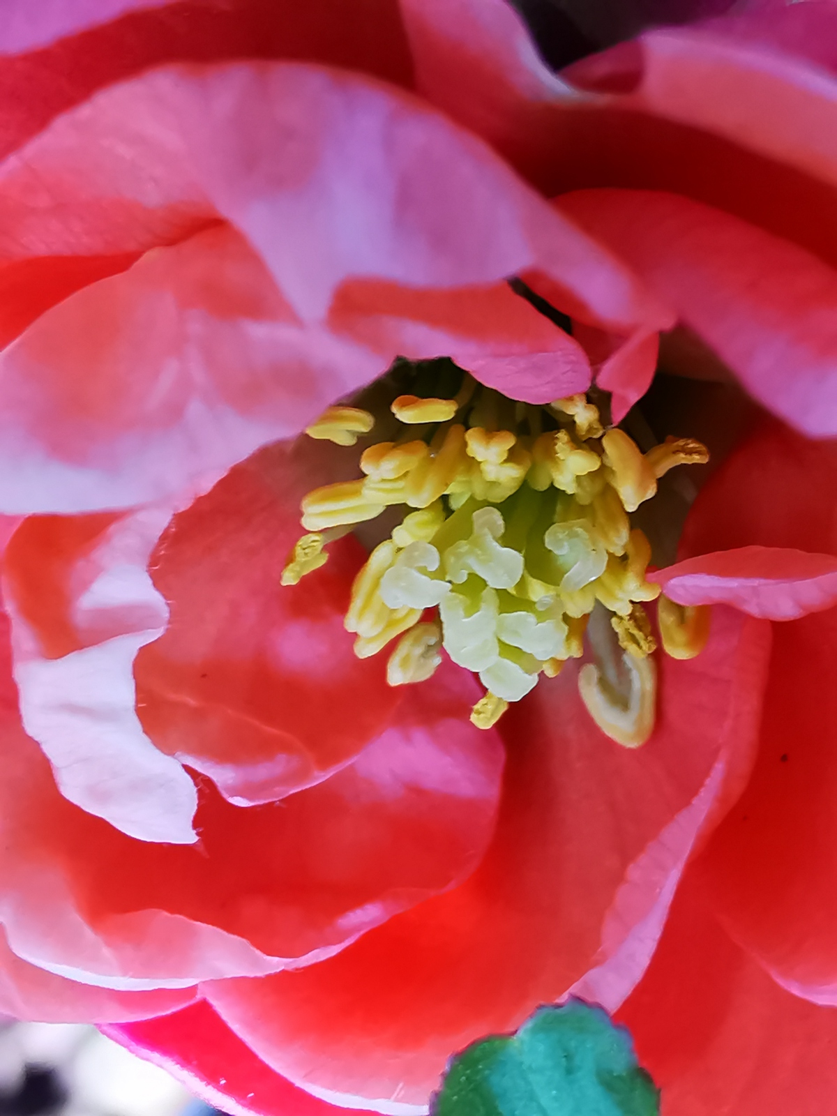 微距模式拍国艳:海棠花