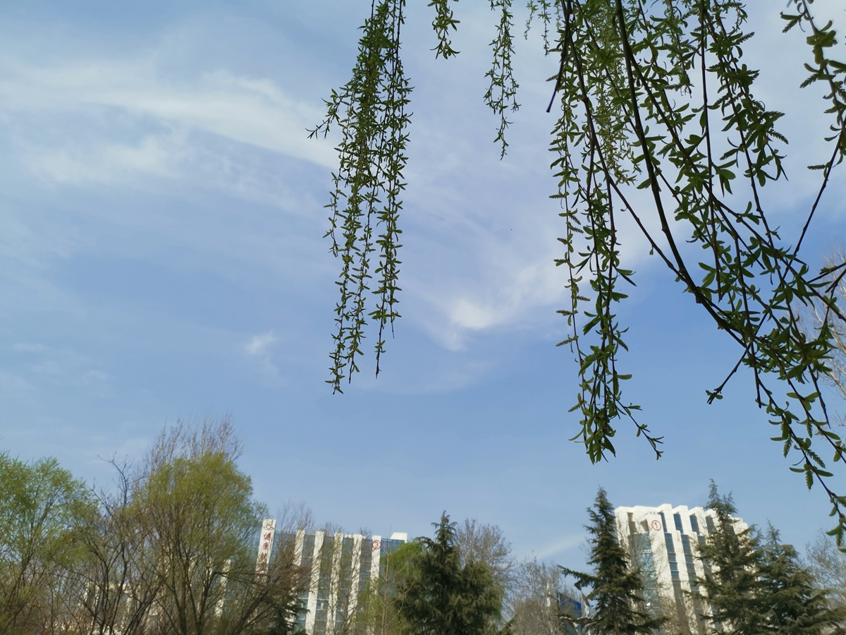 时遇着春光明媚 - 花粉随手拍风光 花粉俱乐部