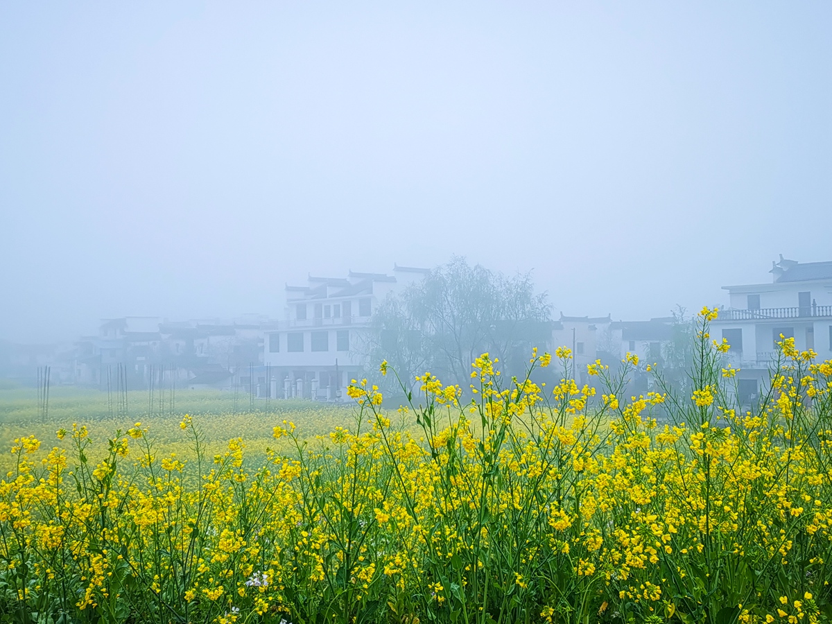 婺源浙源乡凤山村晨雾平添一份金庸著作的神秘