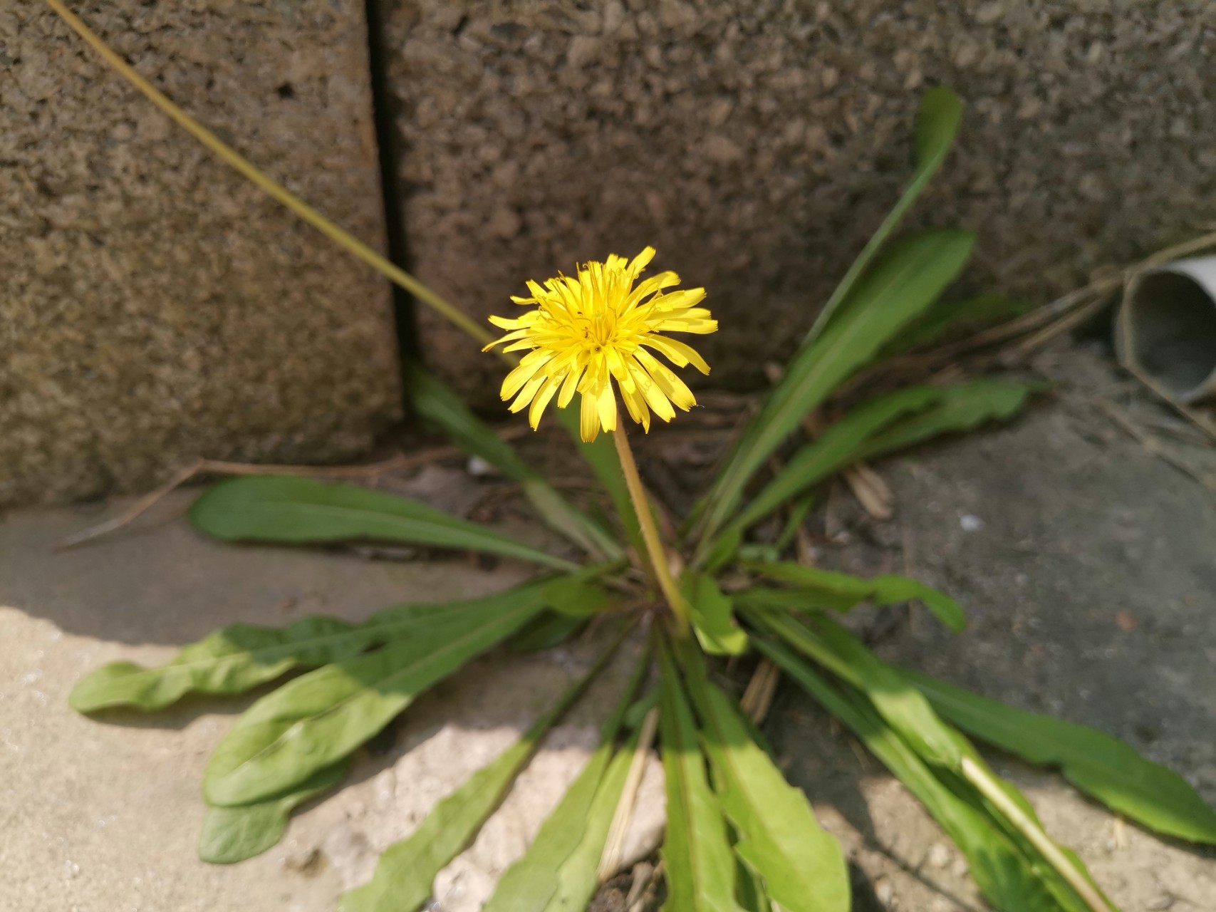 清明时节,老家的墙角处,一朵野花悄然绽放,花柄上的小蚂蚁在自由