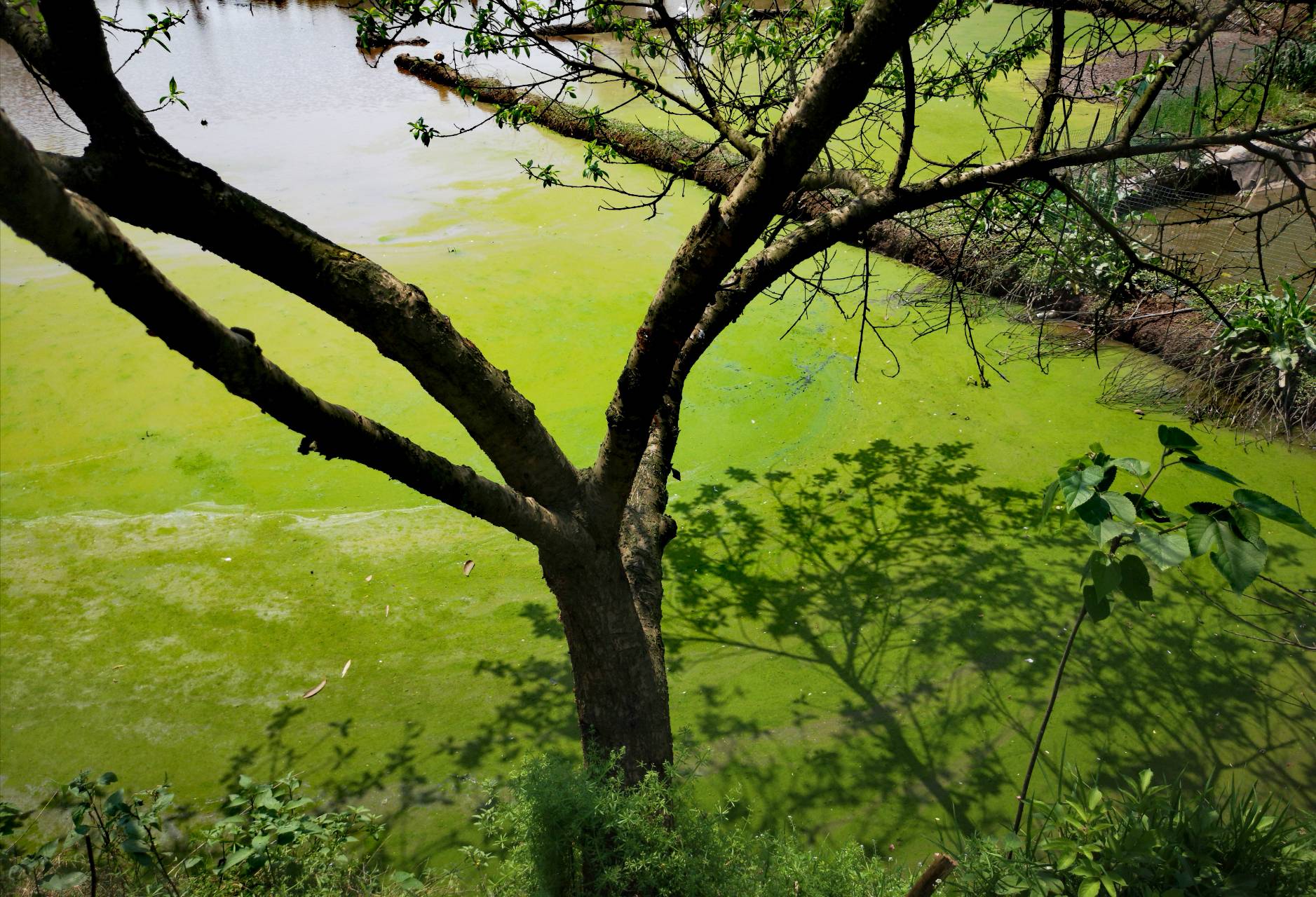 p20pro镜头下的海湾艺术区