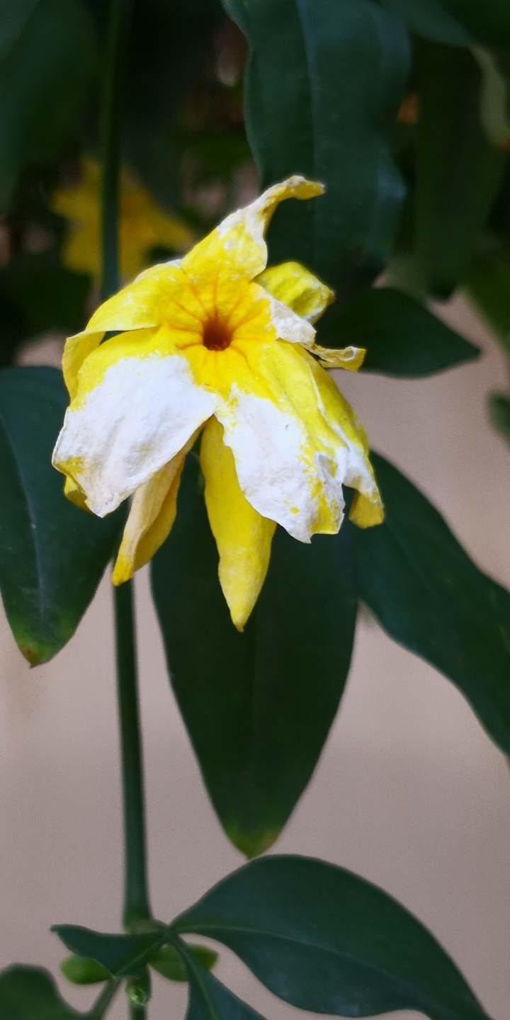 184中午十分大太阳下得花开花败,生死主题一组