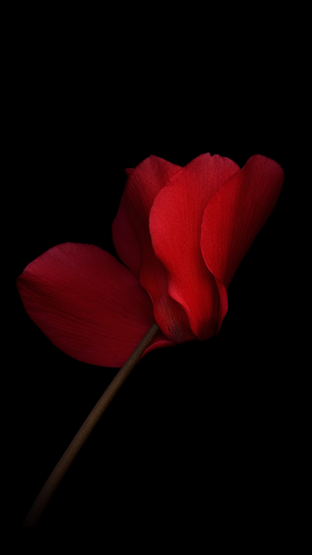 【壁纸】amoled屏专用花卉黑暗背景壁纸 flower with dark background