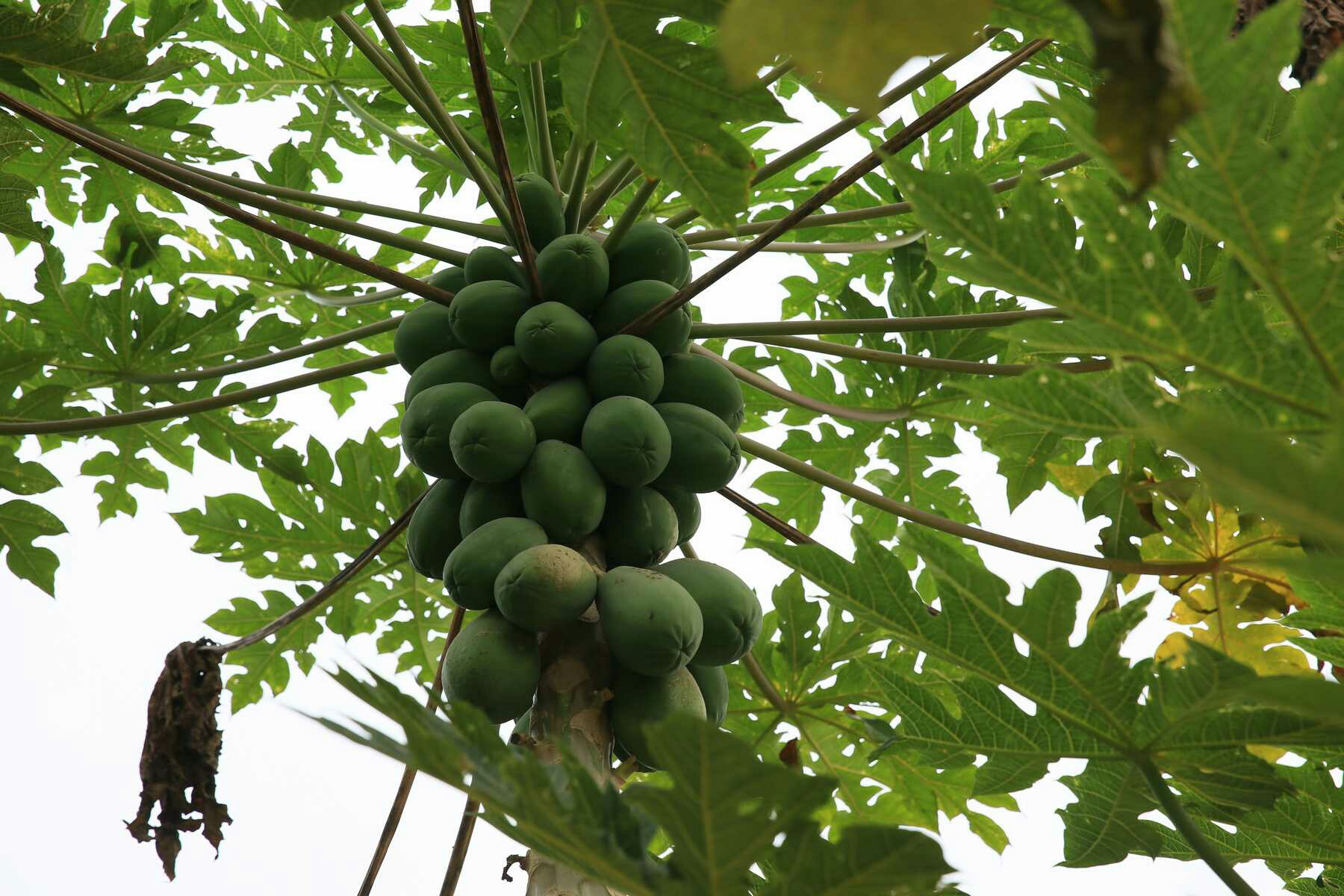 /storage/emulated/0/pictures/�