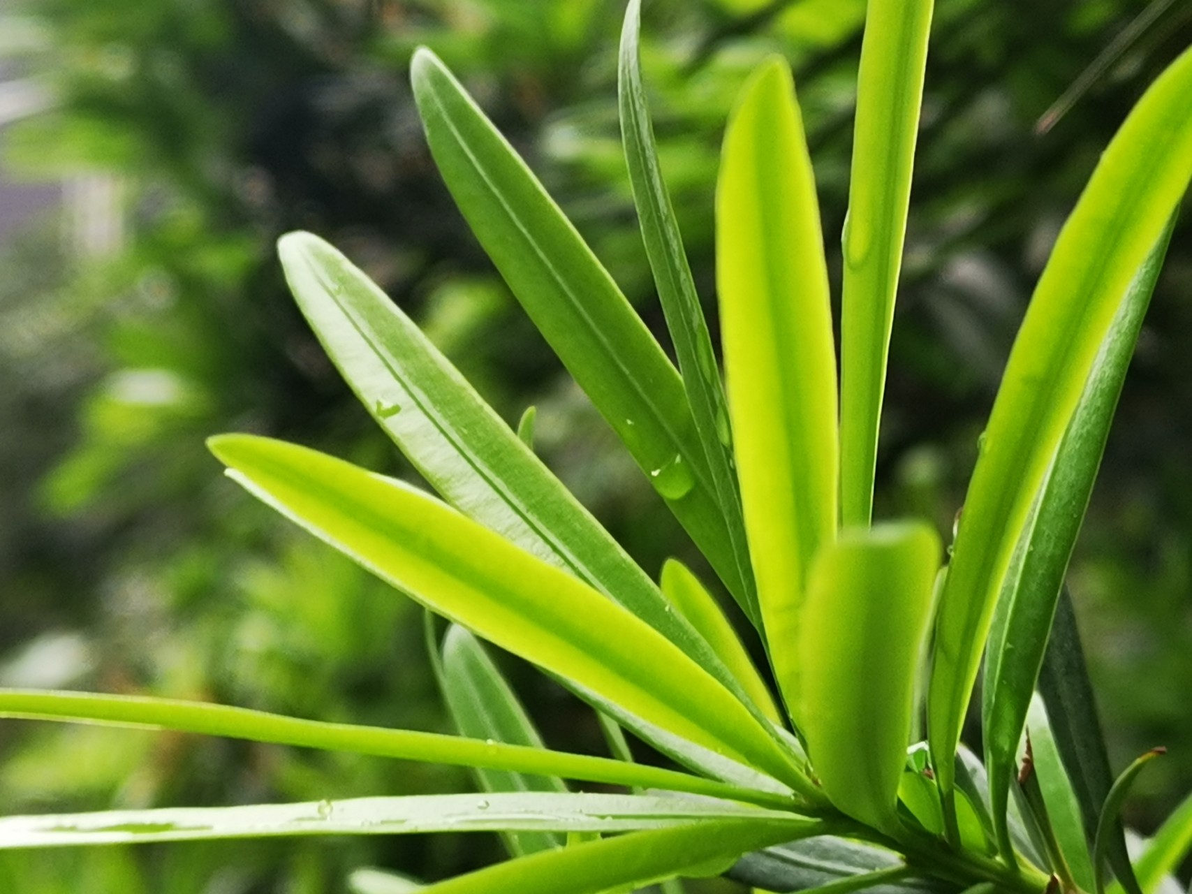 大光圈拍摄的照片