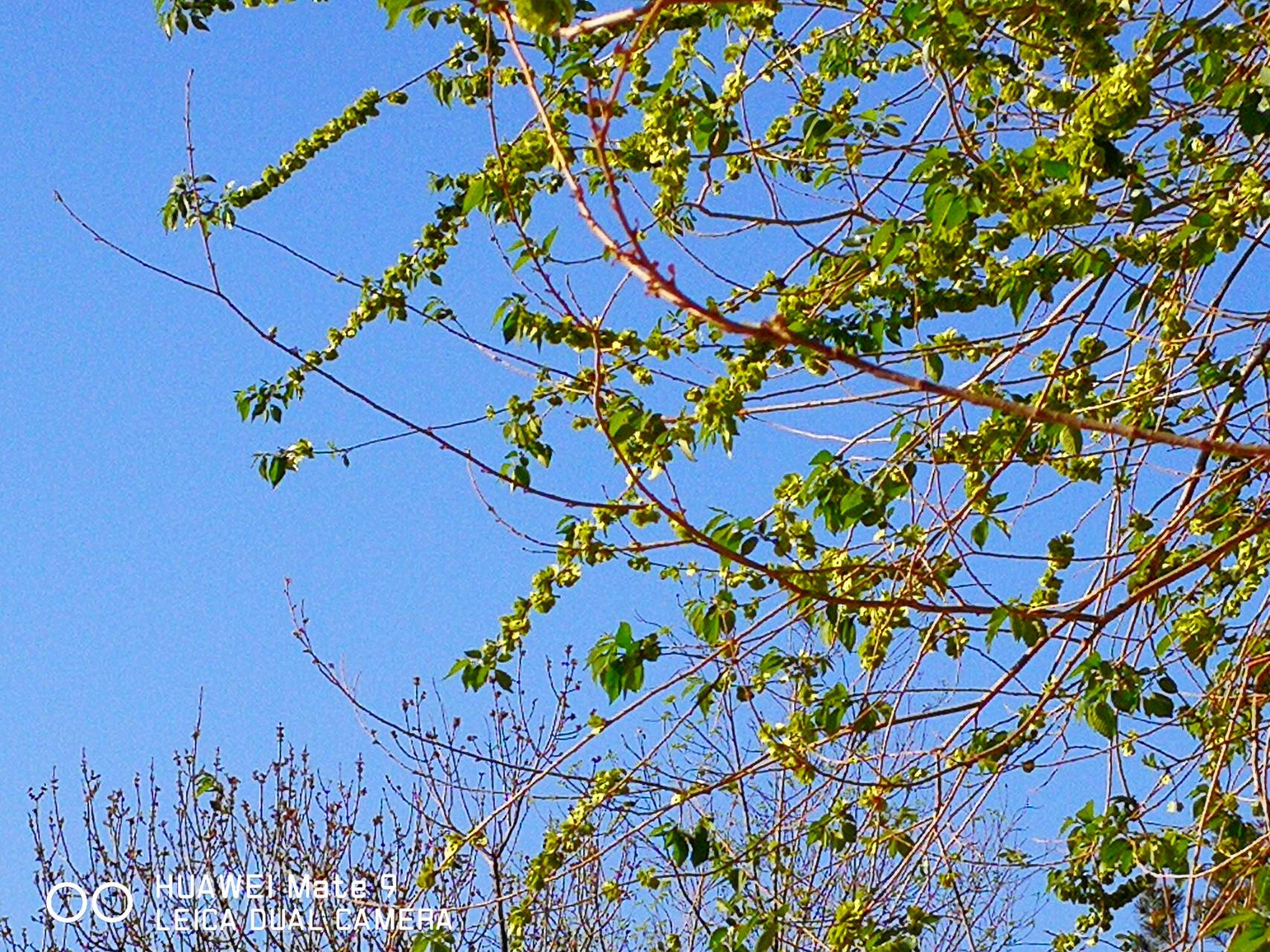 榆钱儿～榆树的果实