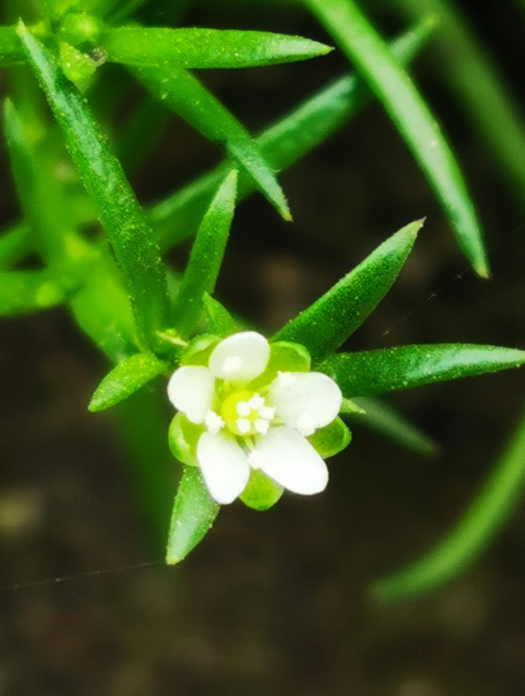 手机随拍无名小草