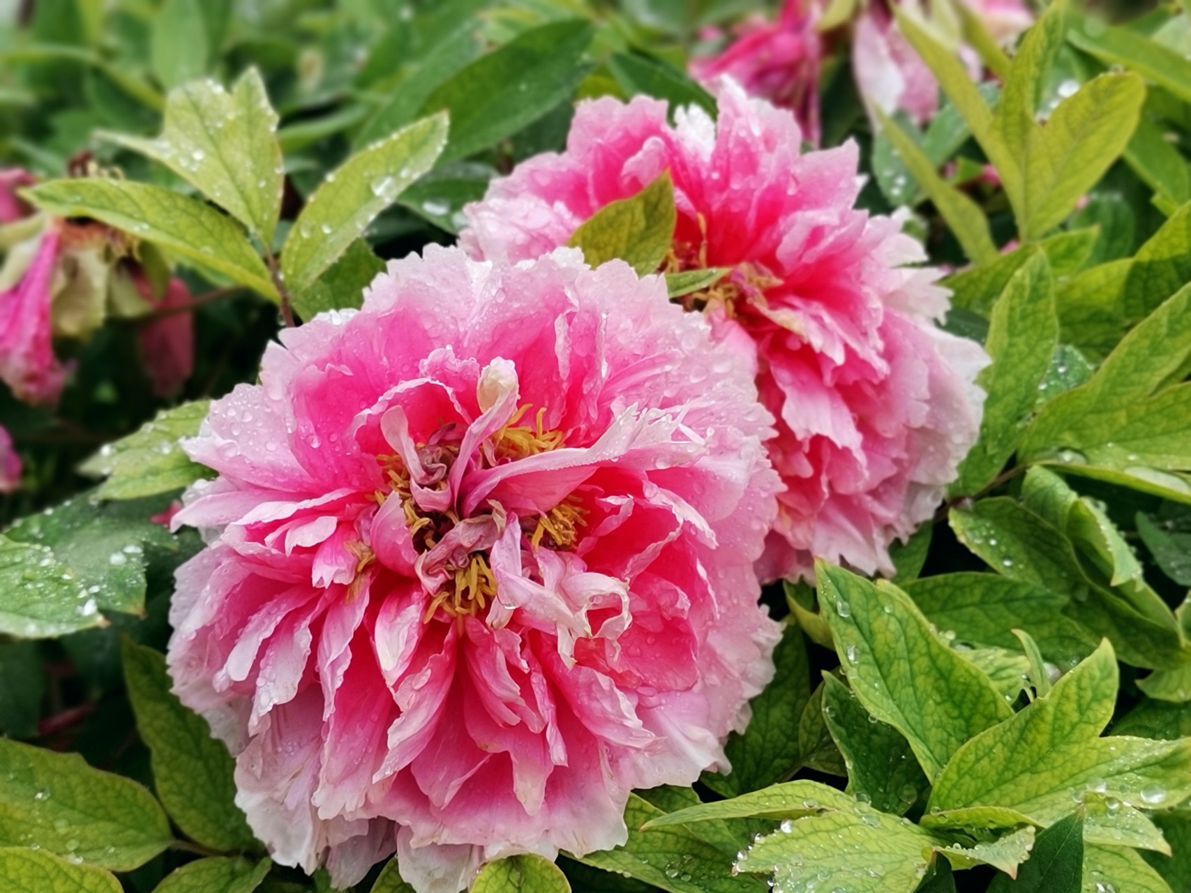 四月份精选合集 - 花粉随手拍官方 花粉俱乐部