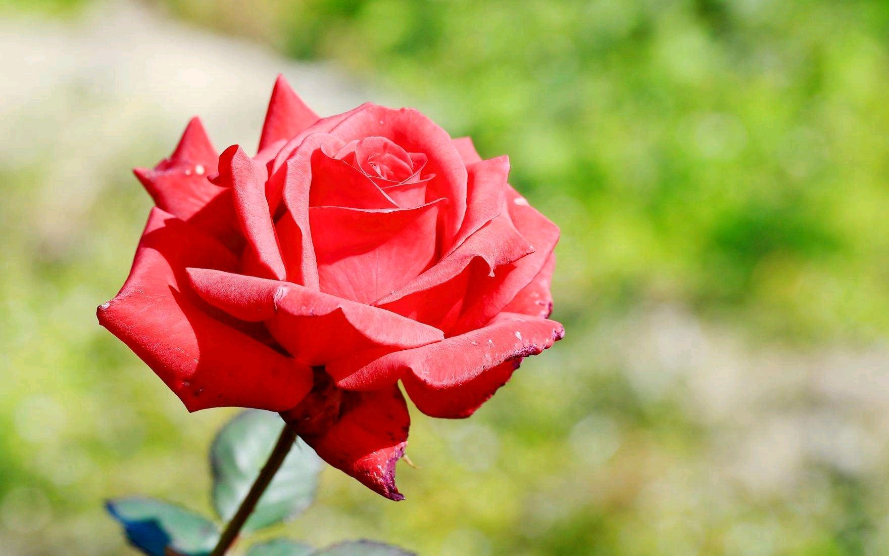 timg_image&quality=80&size=b9999_10000&sec=