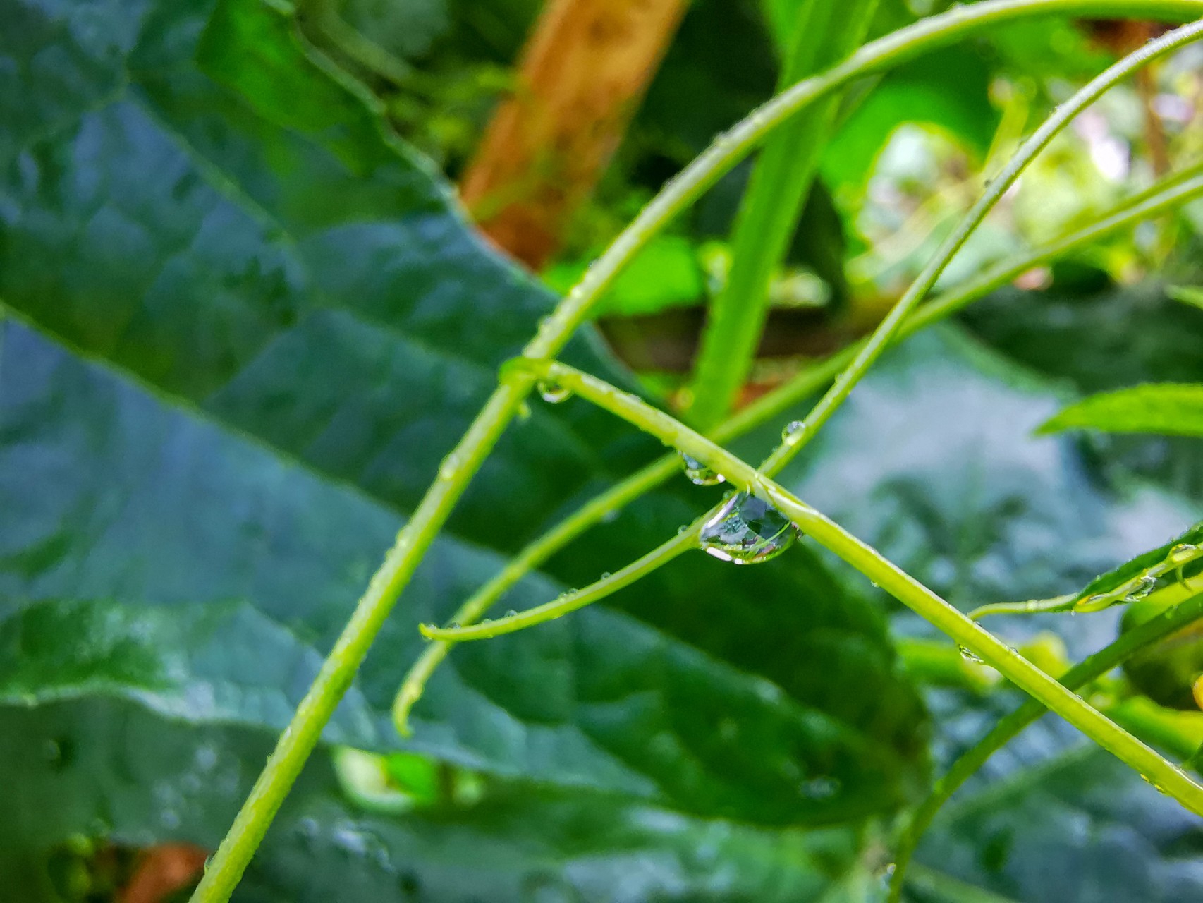 p30p微距镜头下的世界-雨后小水滴