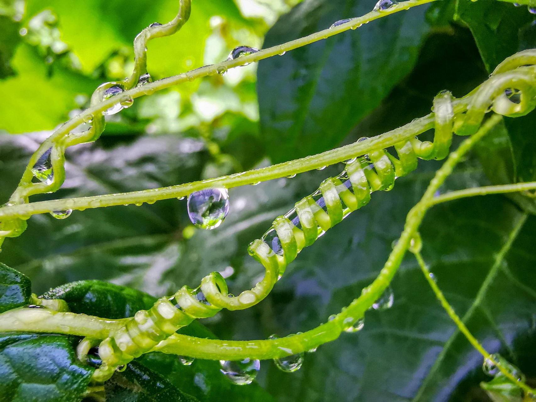 p30p微距镜头下的世界-雨后小水滴