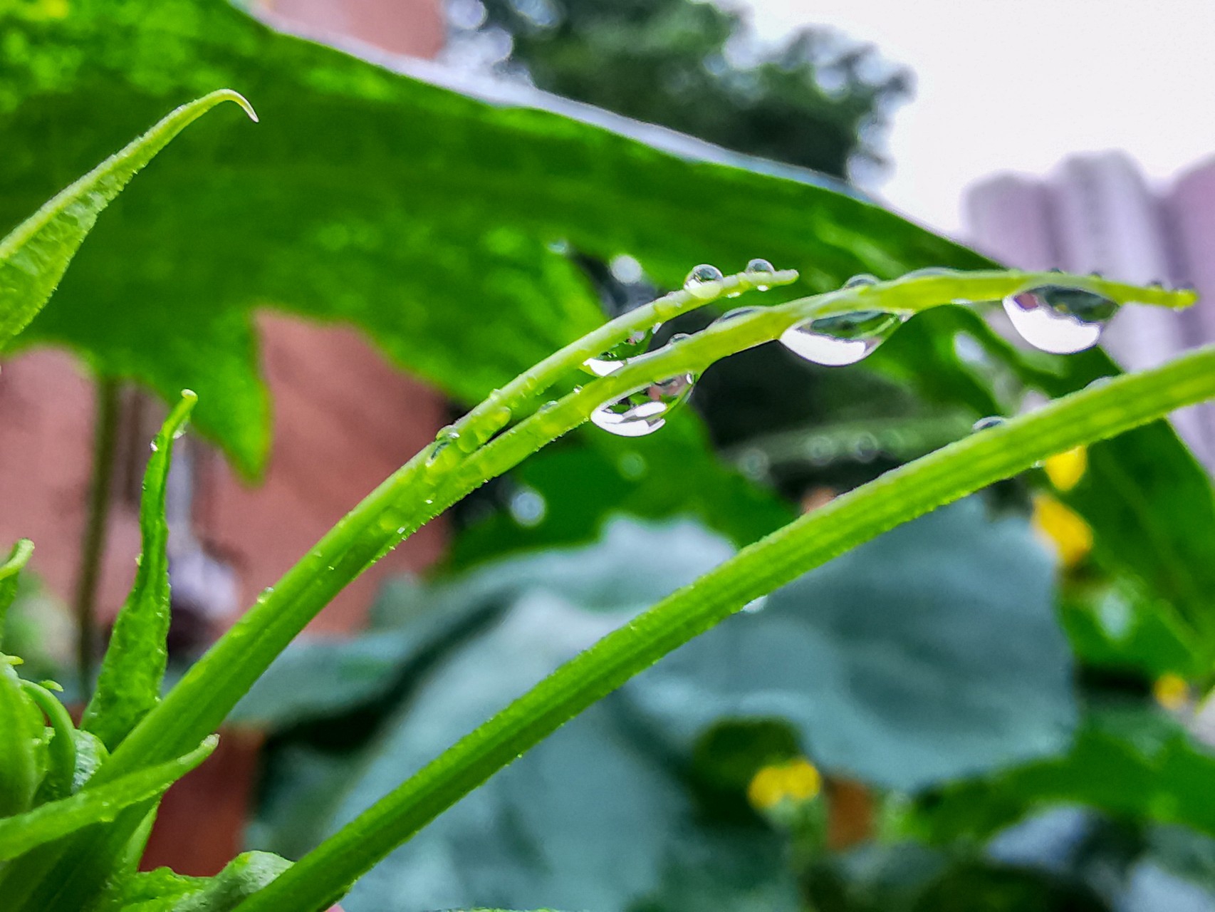 p30p微距镜头下的世界-雨后小水滴